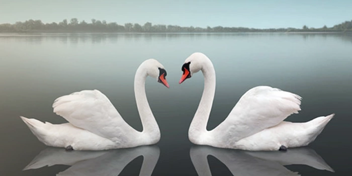 совершенное равновесие