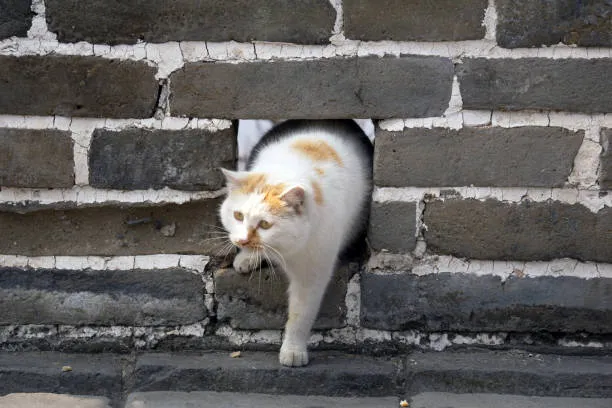 Лагна, Лагнеша, Пака-Лагна и Арудха-Лагна - изоражение 1